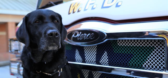 A black dog on the bumper of a Pierce fire truck.
