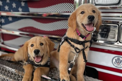 Two light colored puppies on the bumper of a Pierce fire truck.