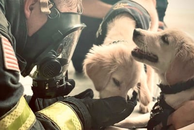 Two light colored puppies with a fire fighter in uniform and mask.